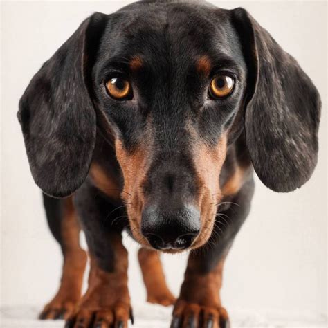 Dachshund Black And Tan Puppy Dog Puppies Dogs Dogs And Puppies