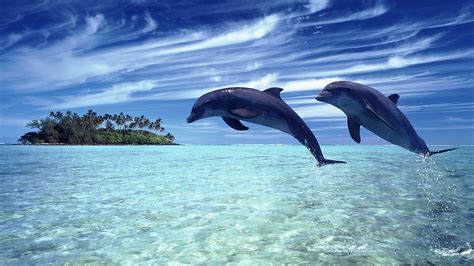 Dolphins Android Wallpapers For Free