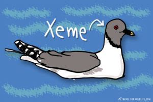 Animals That Start With X: A List of All the Animals Beginning with X