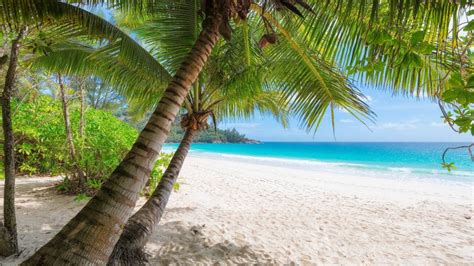 Tropical Beach With Palm Trees Virtual Backgrounds