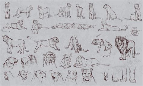 Lion Drawing Reference And Sketches For Artists