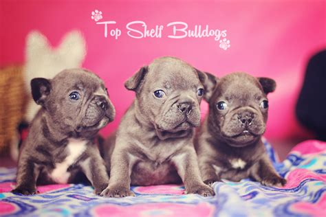 Akc Blue French Bulldog Puppies Top Shelf Pups