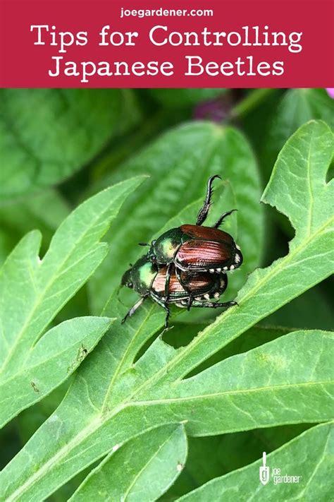 Japanese Beetle Control Organic Remedies Joe Gardener Japanese