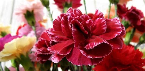 The best option is to order the flowers from a florist call the shop if you don't know what kind of flowers to choose. Mothers Day Flowers: How to Save Money and Avoid Hidden ...
