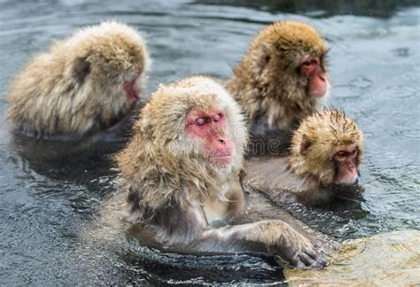 Japanese Macaques In The Water Of Natural Hot Springs Stock Image Image Of Nature Bath