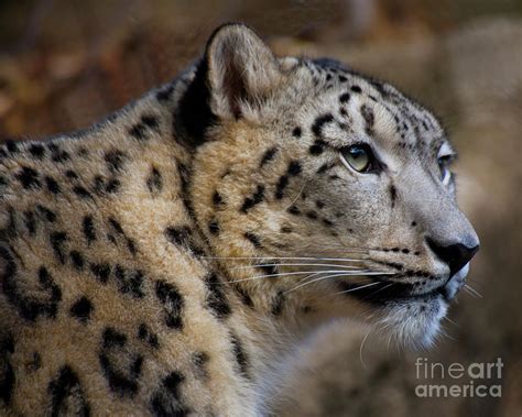 Snow Leopard 6 Photograph By Robert Chaponot Fine Art America