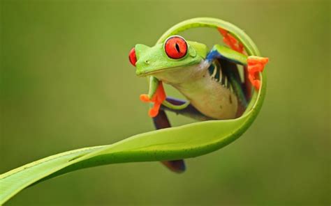 48 Cartoon Frog Desktop Wallpaper