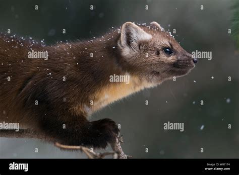 Adult Pine Marten Martes Americana Hi Res Stock Photography And Images