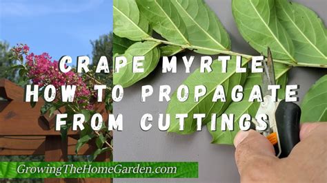 How To Propagate Crape Myrtles From Cuttings Youtube