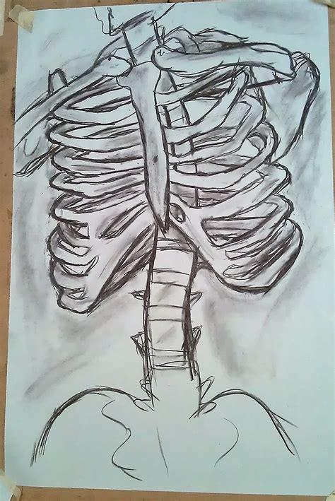 How to draw a rib cage tattoo, step by step, drawing guide, by dawn. Artwork of Edmund Aubrey: Life Drawing 1 - Skeletons