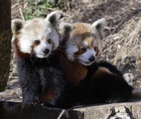 National Zoo Red Panda Meets New Mate The Smithsonians Na Flickr