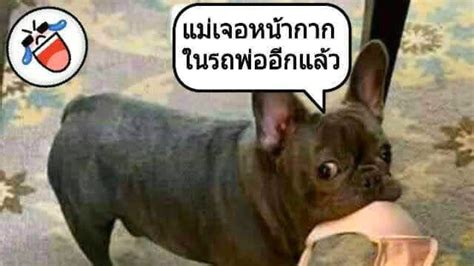 ภาพตลกๆ คลายเครียด ตอนเย็น