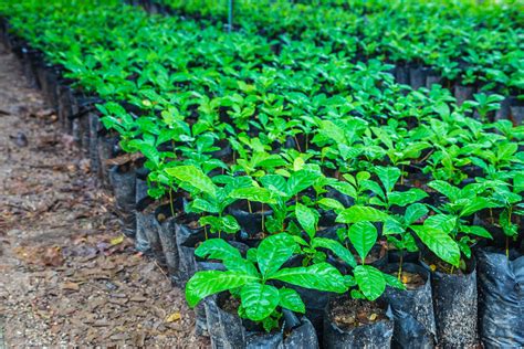 ProduÇÃo De Mudas De CafÉ Capebe