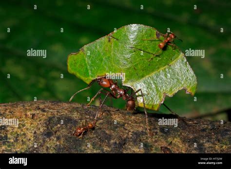 Leaf Cutter Ant Atta Sp Carrying Leaves To Nest Small Ant On Leaf