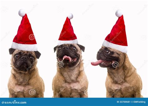 Dogs In Santa Hats Stock Image Image Of Funny Dogs 33700681
