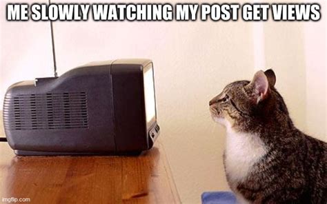 Cat Watching Tv Memes Imgflip