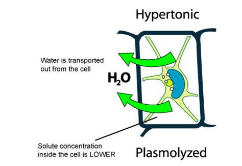 Hypotonic isotonic hypertonic solution solution solution passive transport in action facilitated diffusion. SPM Biology: Types of Solution - Hypertonic