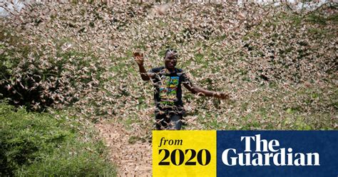 Billions Of Locusts Swarm Through Kenya In Pictures World News