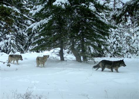 Wolves Making An Incredible Comeback In Oregon