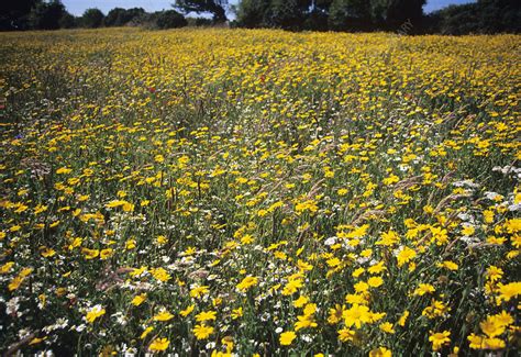 Meadow Flowers Stock Image B5300234 Science Photo Library