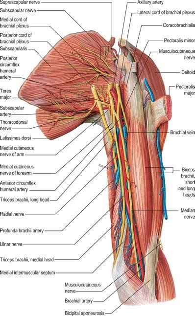 They are divided into two distinct compartments of the arm. Upper arm | Basicmedical Key