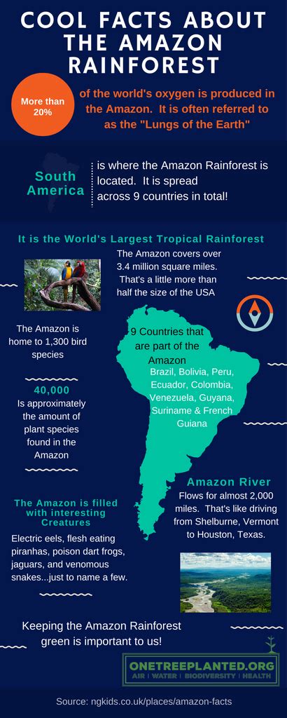 Cool Facts About The Amazon Rainforest