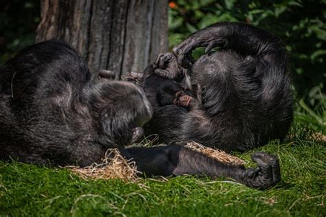 Critically Endangered Baby Chimpanzee Born At Chester Zoo