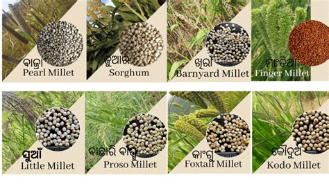 Best Way To Know Millets In Hindi 58 Off