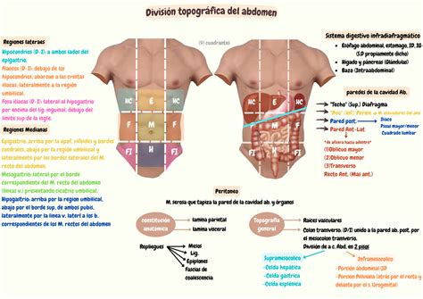 División topográfica del abdomen Anatomía B Techo Sup
