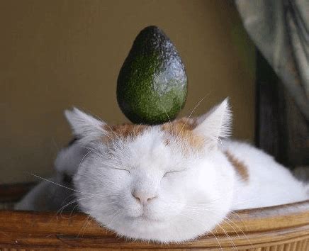 This can be poisonous if consumed in large quantities, but humans, dogs and cats can handle small amounts of the avocado. Can Cats Eat Avocados? - FreakyPet