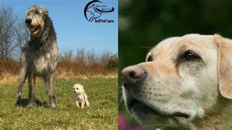 Irish Wolfhound Lab Mix A Complete Guide With Pictures