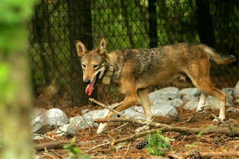 Free Picture Captive Red Wolf Canis Rufus