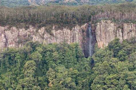 Gondwana Rainforest With Waterfall At Springbrook National Park Stock