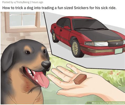 Wikihow Memes Will Teach You Nothing And Make You Laugh Memes