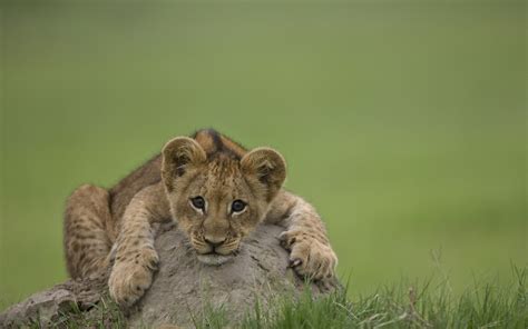 Nature Animals Lion Baby Animals Depth Of Field Wallpapers
