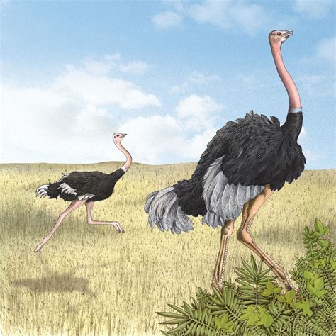 Ostrich Running In Field Stock Images
