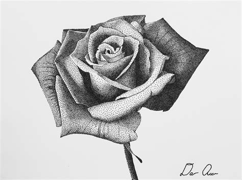 Single Rose Stippling Art Print — David Accurso Art