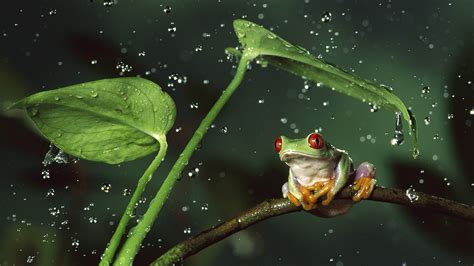Wallpaper Animals Nature Water Drops Green Amphibian Red Eyed