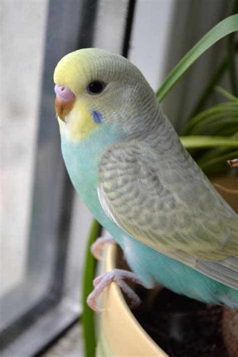 Pretty Little Parakeet Budgies Bird Pet Birds Best Pet Birds