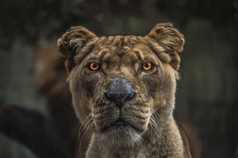 The Secret To Shooting Dramatic Wild Animal Portraits Nordh