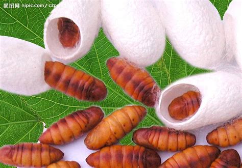Silkworm Pupae Fuller Biotech Coltd