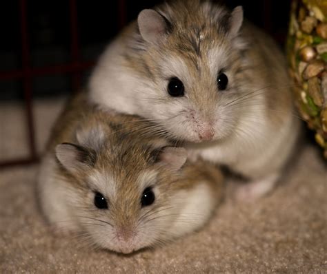 All About Hamster