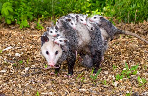 Opossums Us National Park Service