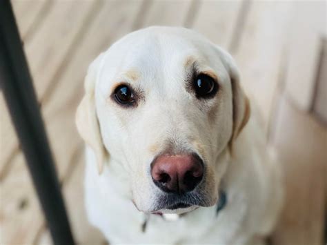 15 Things Only Labrador Owners Will Understand