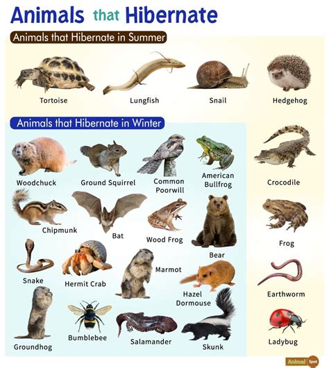 Animals That Hibernate List And Facts With Pictures