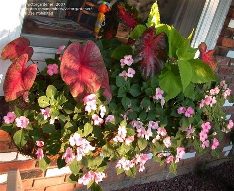 They can be part of a biological pest control program. Specialty Gardening: Companion plants for caladium, 1 by ...