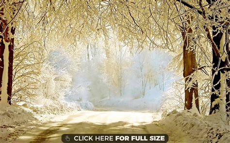 Beauty Of Winter 4k Wallpaper