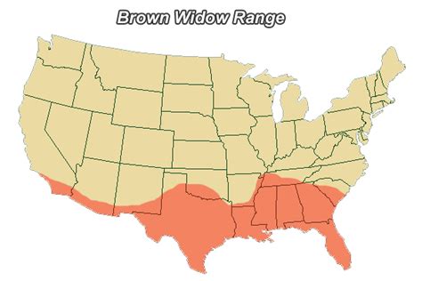 Range Of The Brown Widow Spider