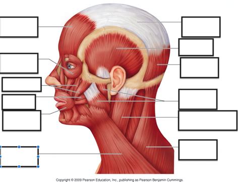 Skeletal Muscle Gross Anatomy Diagram Hot Sex Picture