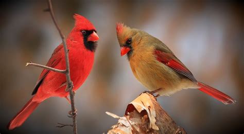 Male And Female Northern Cardinals By Quantummist Cardinal Birds